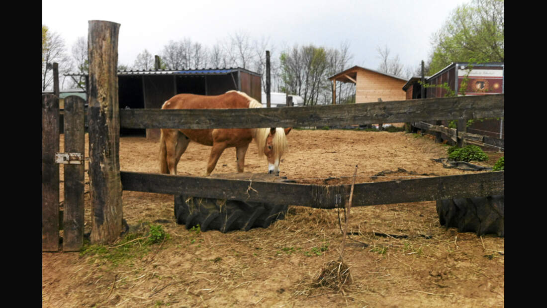 CAV-0714-Reitschultest-Hameln-Lucky-Rider-Ranch-4