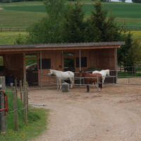 CAV_0811_Reitschultest_Araberhof_3 (jpg)