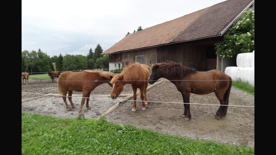 CAV-0812-Reitschultest-Hafnersholt-1 (jpg)