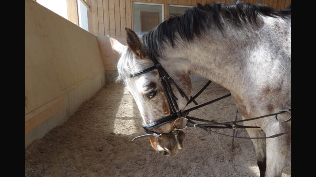 CAV-0812-Reitschultest-Heimpelhof-1 (jpg)