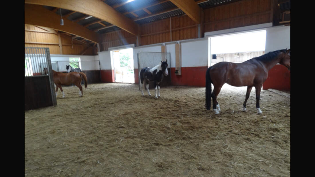 CAV-0812-Reitschultest-Muellers-Pferdeparadies-2 (jpg)