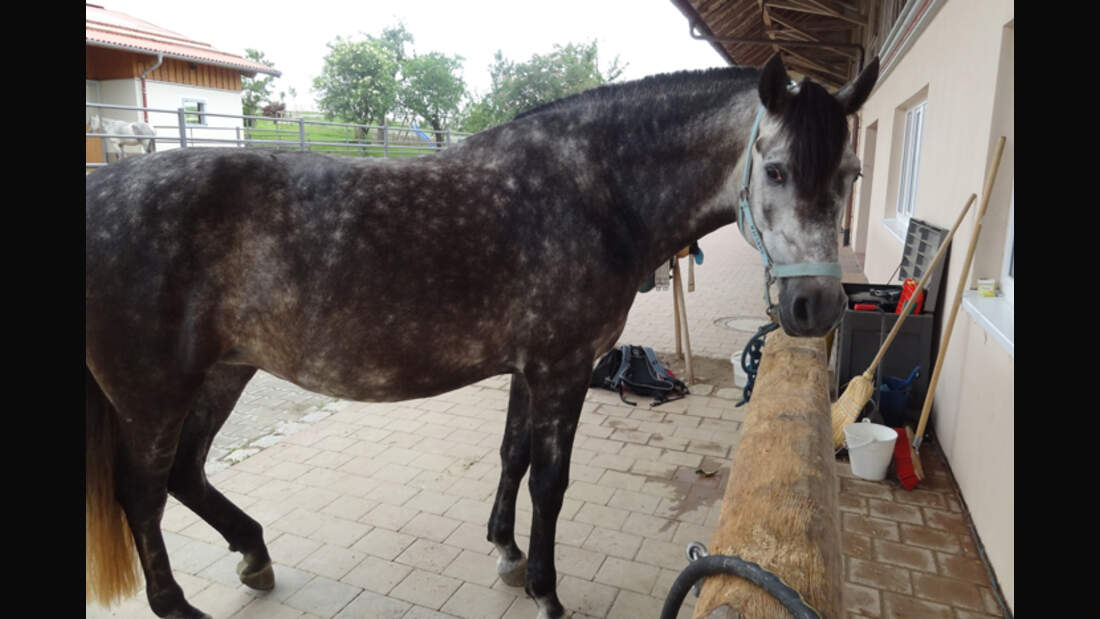 CAV-0812-Reitschultest-Muellers-Pferdeparadies-3 (jpg)