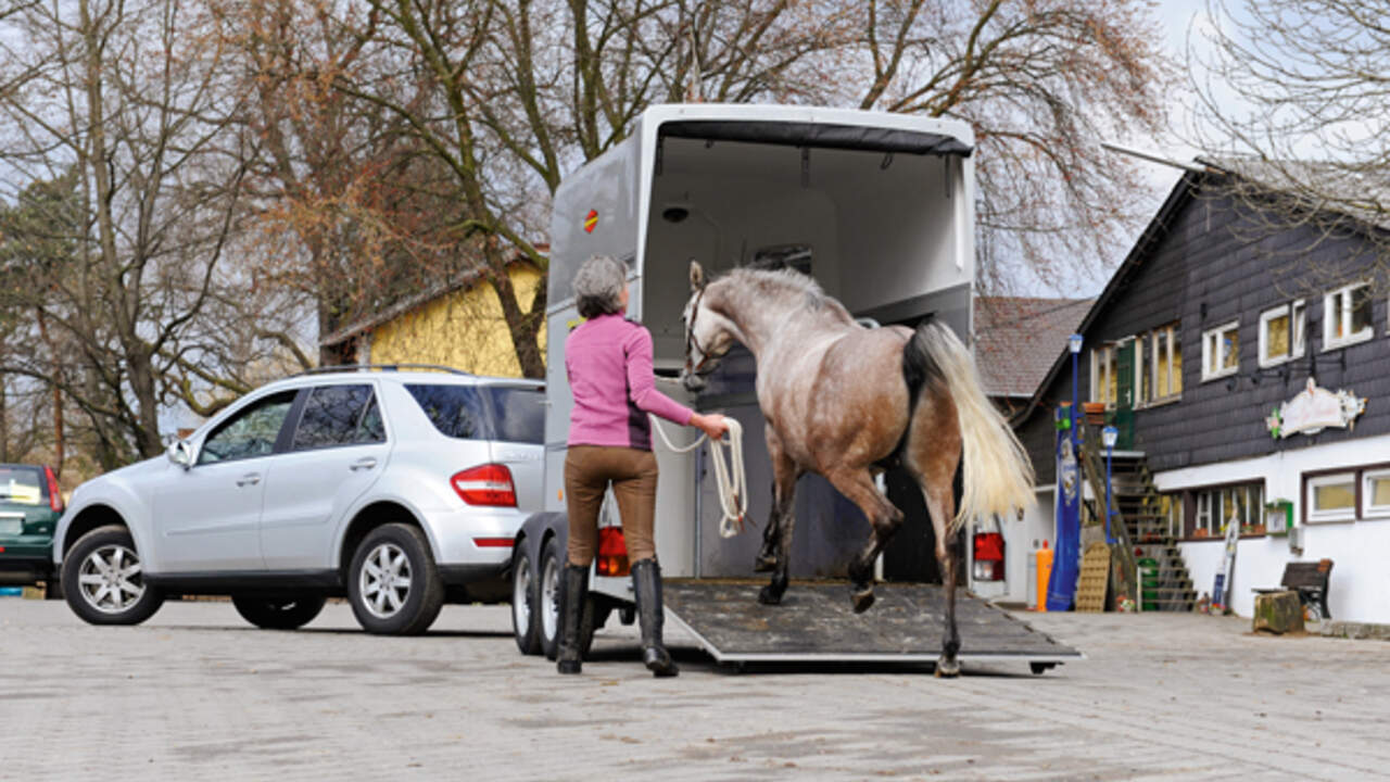 Pferdehanger Ziehen So Finden Reiter Das Richtige Zugfahrzeug Cavallo De