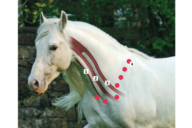 Trau Dich Reiten Mit Halsring Cavallo de