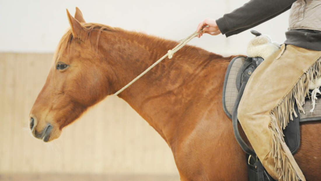 Trau Dich Reiten Mit Halsring Cavallo de