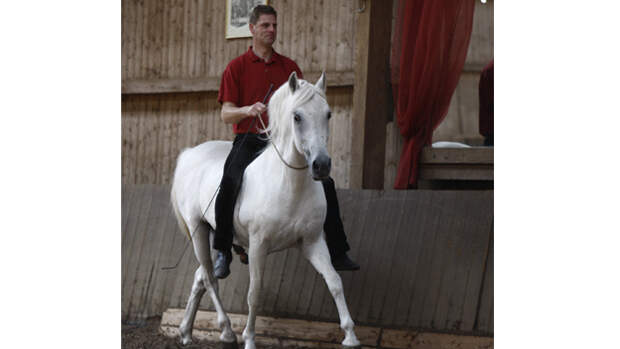 Trau Dich Reiten Mit Halsring Cavallo de