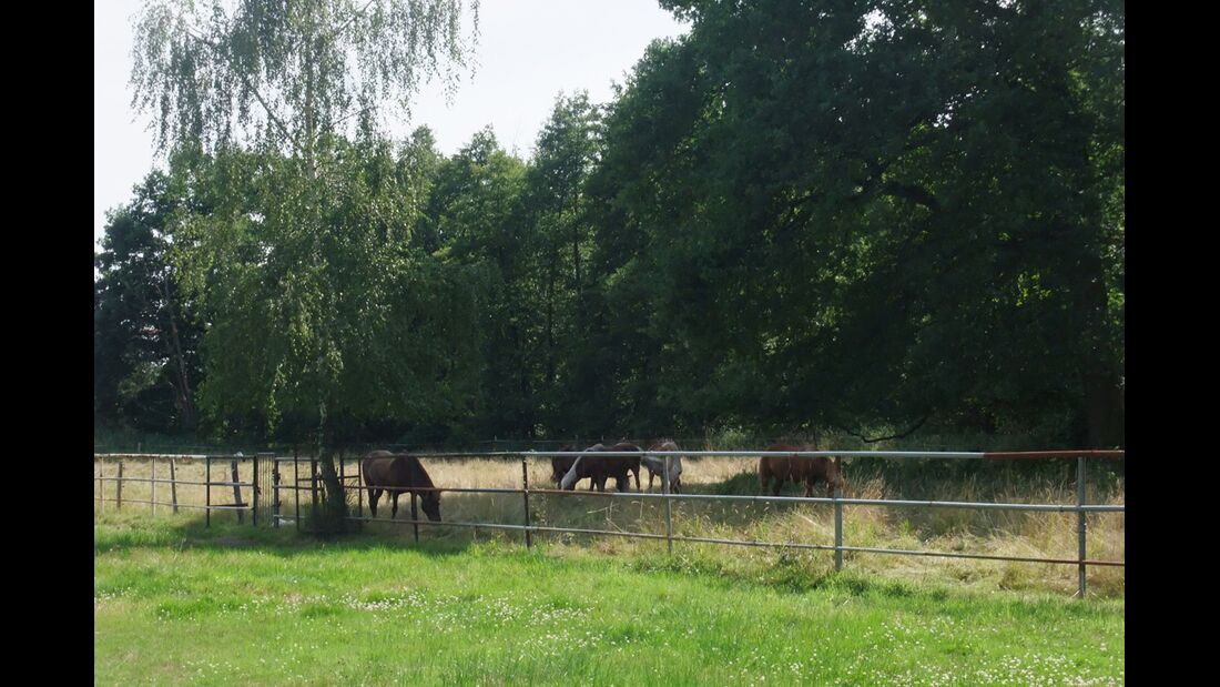 CAV 1011_Reitschultest Pfalz_Ponyfarm-16 (jpg)
