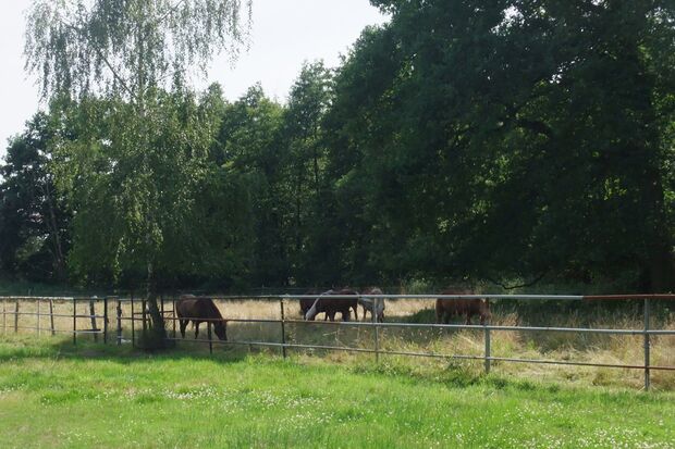 CAV 1011_Reitschultest Pfalz_Ponyfarm-16 (jpg)