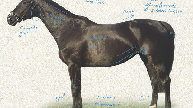 CAVALLO Exterieur-Serie: Ein langer Rücken | cavallo.de