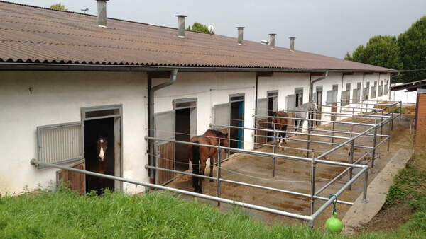 CAV-1113-Reitschultest-IMG_0071_KÃ¼hr