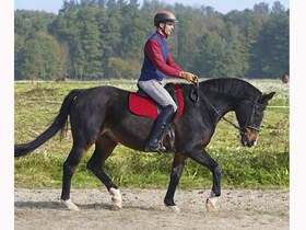 So Reiten Sie Ihr Pferd Locker | Cavallo.de