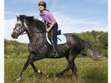 CAV 12_2010-Pferd-locker-reiten_Schoenewald_15 (jpg)