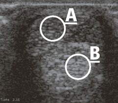 CAV_12_2010 Ultraschall Sonographie_02 (jpg)