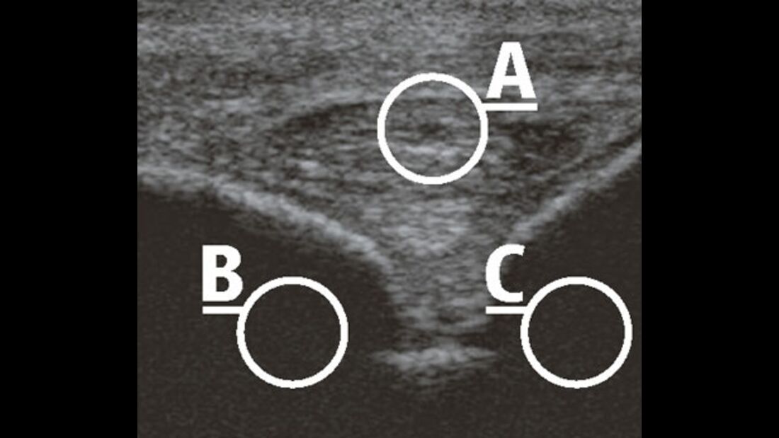 CAV_12_2010 Ultraschall Sonographie_03 (jpg)