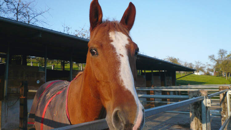 CAV 1208 Reitschultest wolfsgrube 1 (jpg)