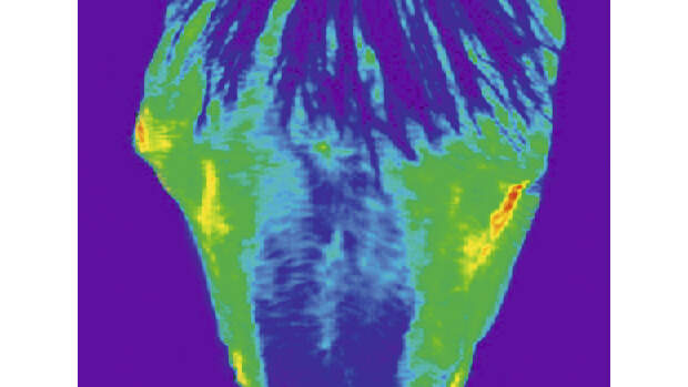 CAV_1208_thermografie_2