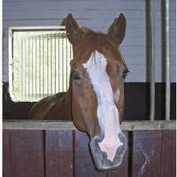 CAV_1210_Reitschultest_Horsefeelings_CIMG7748 (jpg)