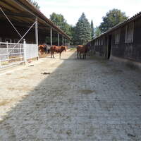 CAV-1213-Reitschultest-Wulfenhof 7_Lorenz - Kopie