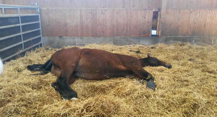 CAV 2017-02-02-cavallo-pferd