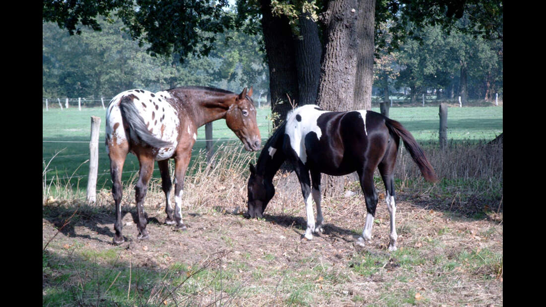 CAV Abzeichen Pferde Leserfotos Kirsten Fiebig