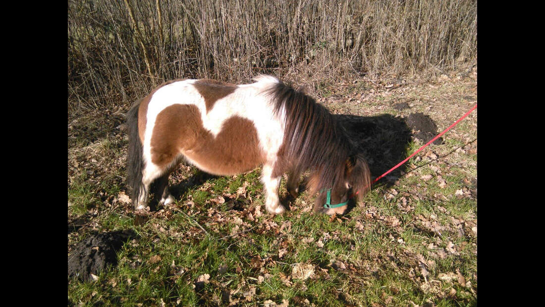 CAV Abzeichen Pferde Leserfotos Lilly