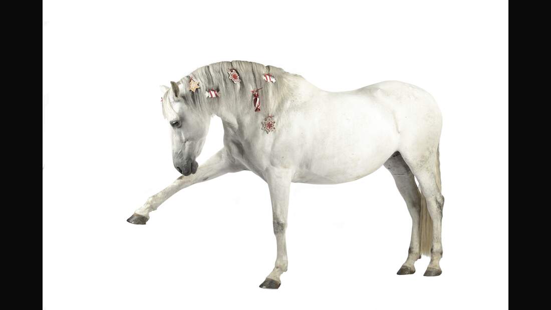 CAV Advent Weihnachten Auf