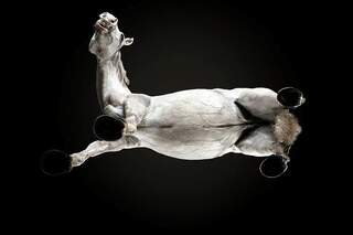 CAV Andrius Burba Under Horse Teazer