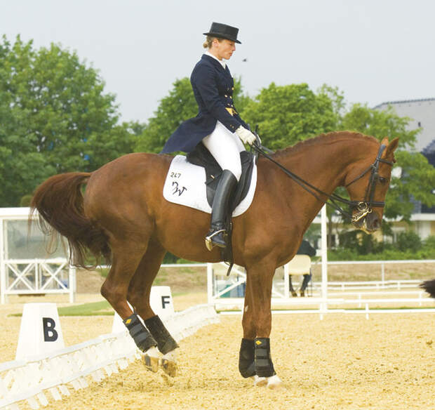 CAV Angst bei Sportpferden Bild5