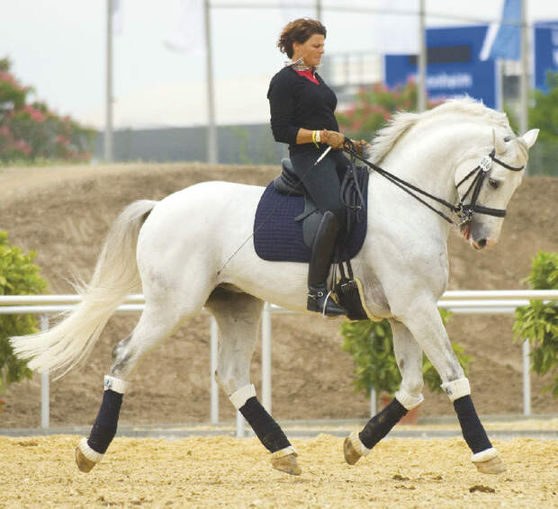 CAV Angst bei Sportpferden Bild7