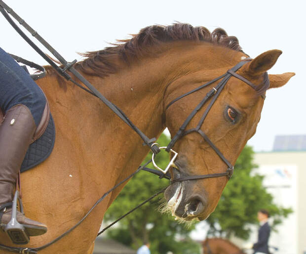 CAV Angst bei Sportpferden Bild8