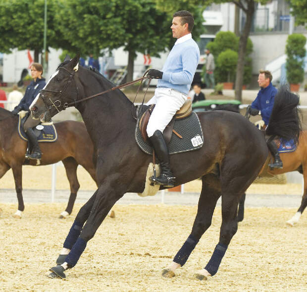 CAV Angst bei Sportpferden Bild9