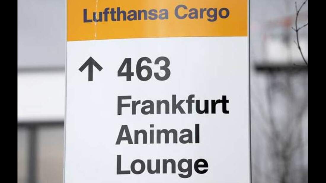 CAV Animal Lounge
