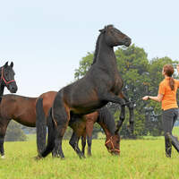 CAV-Anja-Rudolf-Pferdekenner-Cavallo-Cup-2
