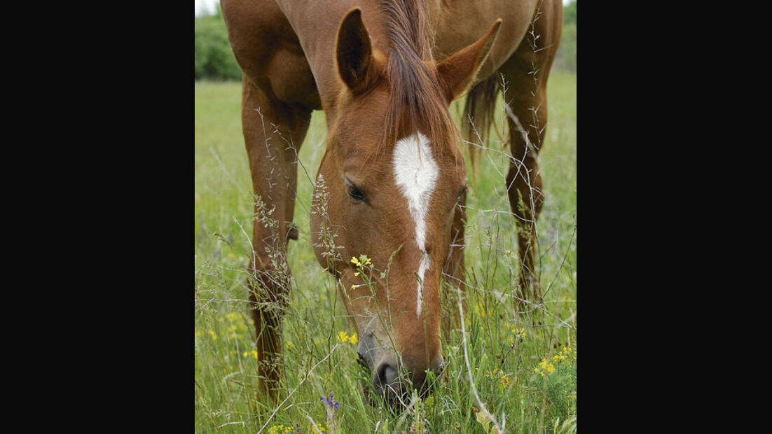 Vorsicht: Fruktan im Gras! - cavallo.de