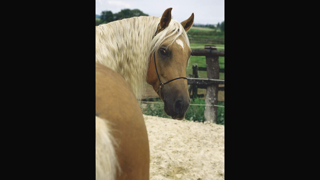 CAV Araber-Berber 11_2002 Bild 7