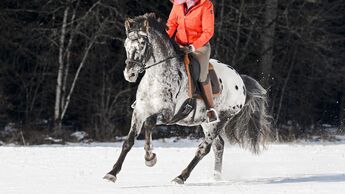 CAV Ausritt Schnee Aufmacher