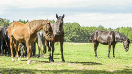 CAV Außenseiter Pferde Weide