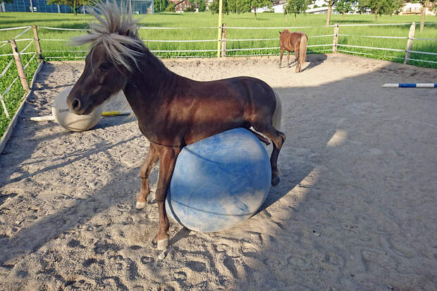 CAVALLO Leserfotos: Mein Pferd Spielt Ball | Cavallo.de