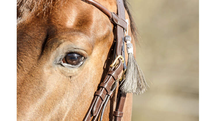 Schmuckstucke Aus Pferdehaar Fur Pferd Und Reiter Cavallo De