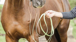CAV Bastelecke Zügel Aufmacher