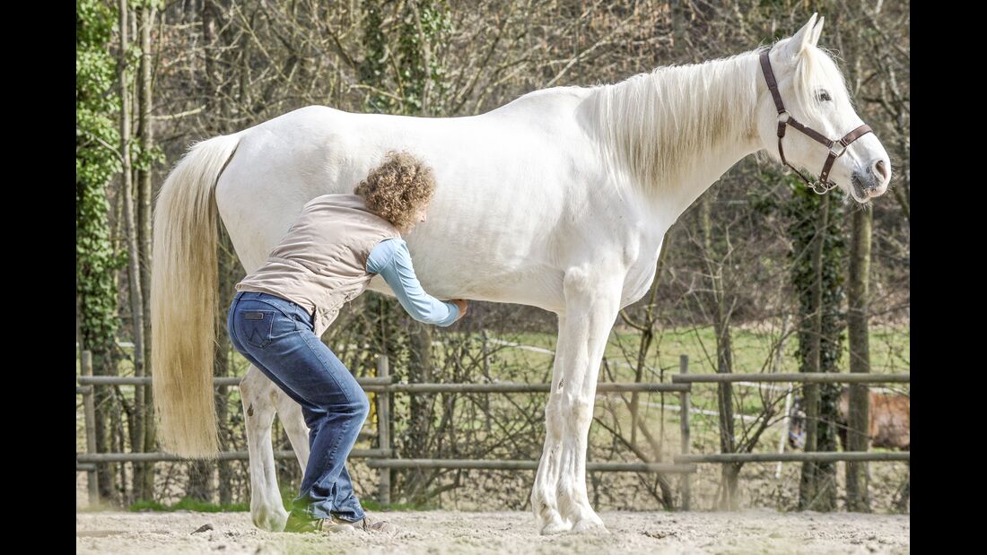 Spanischer Schritt: So geht's | cavallo.de