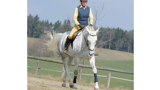 CAV Biegung Genick Studie Dressur Stellung 9