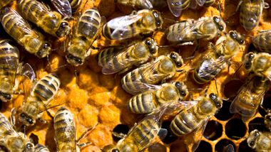 CAV Bienen Waben Honig Propolis