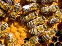 CAV Bienen Waben Honig Propolis