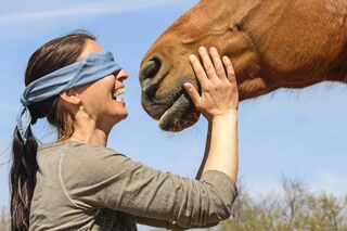 CAV Blind Date Pferd mit verbundenen Augen erkennen Teaser