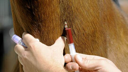 CAV Blutprobe Blut Spritze