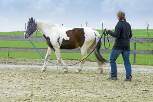 Bodyformer Trainingsgurt Im Test Cavallo De