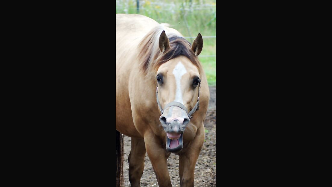 CAV CEWE Fotowettbewerb 2013 Leserfotos Andre Simon - Lesertext: Quarter Horse Hengst Leo Skippin Star hat gut lachen...