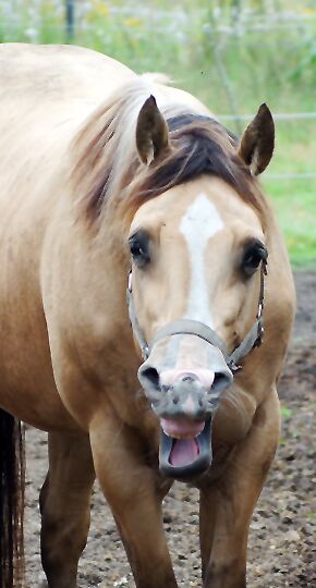 CAV CEWE Fotowettbewerb 2013 Leserfotos Andre Simon - Lesertext: Quarter Horse Hengst Leo Skippin Star hat gut lachen...