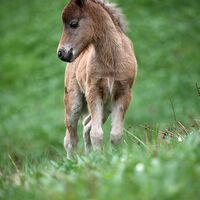 CAV CEWE Fotowettbewerb 2013 Leserfotos Claudia Bublies - Lesertext: Beide Fotos sind im Harz entstanden und die Ponys stammen aus der \"Classic Pony Zucht Schirmer\". neu